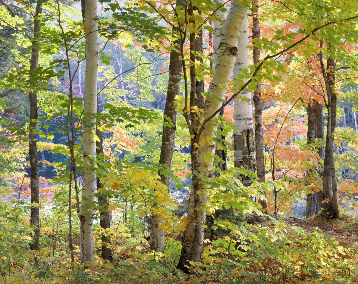 Maples and birches, White Mountains New Hampshire