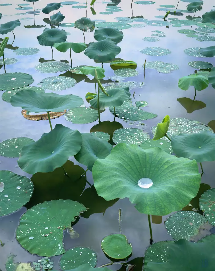 American lotuses, Reelfoot Lake, Tennesee
