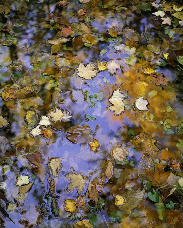 Autumn leaves, Acadia National Park, Maine