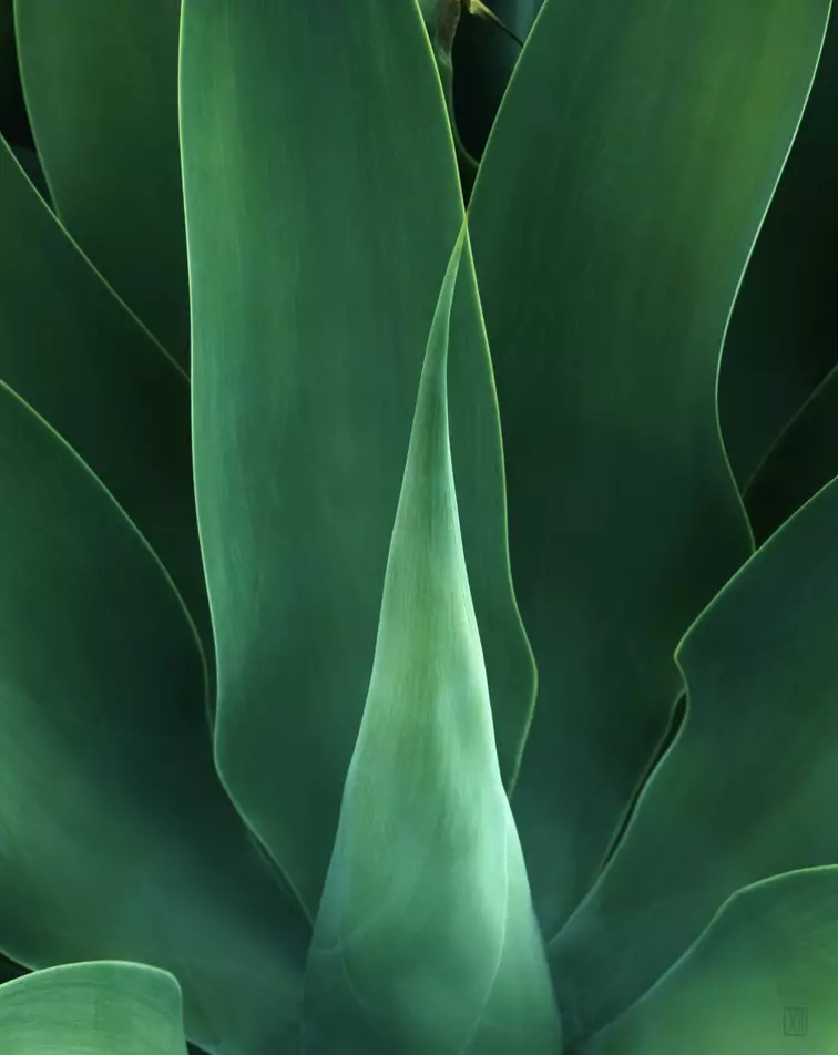 Agave, Kaua'i