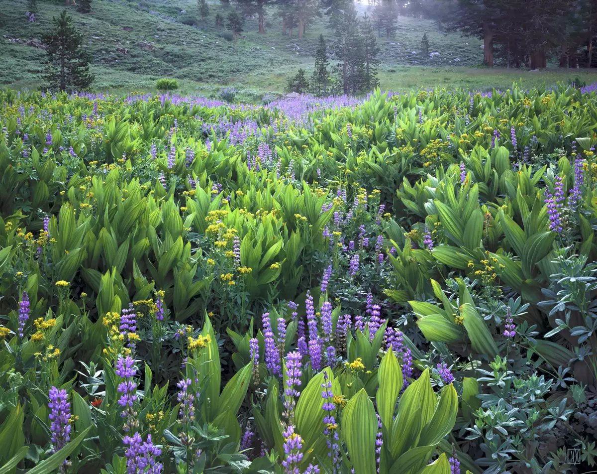 Meadow, Minarets Wilderness, California