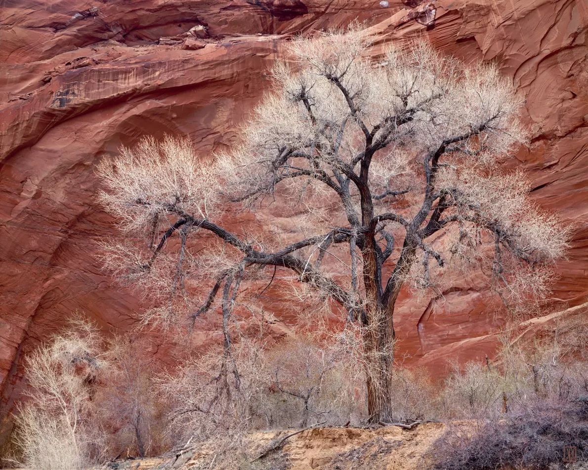 Cottonwood, Escalante, Utah