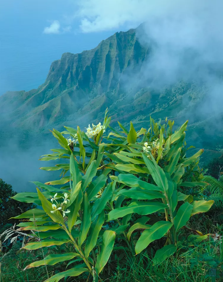 Yellow ginger and Kalalau Valley, Kaua'i