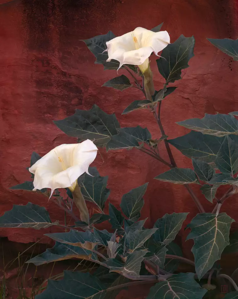 Sacred datura, Escalante, Utah