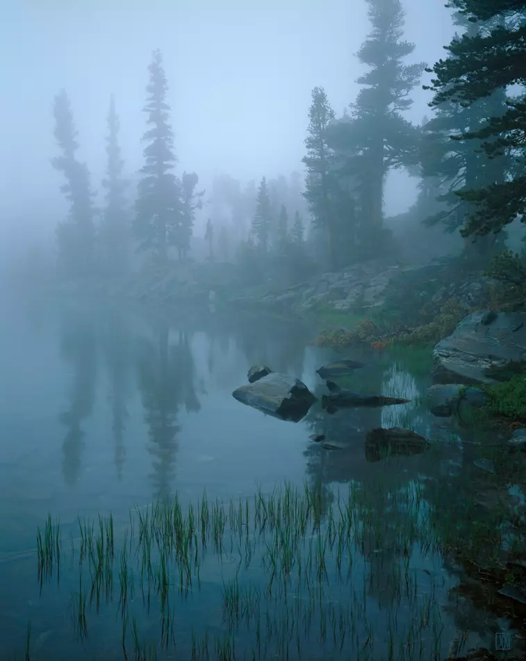 Trees in fog, Minarets Wilderness, California