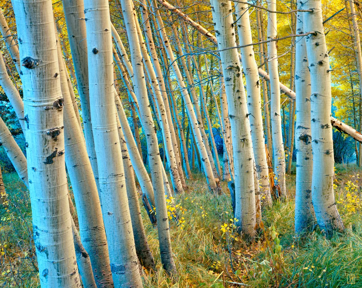Aspens, Mono County, California