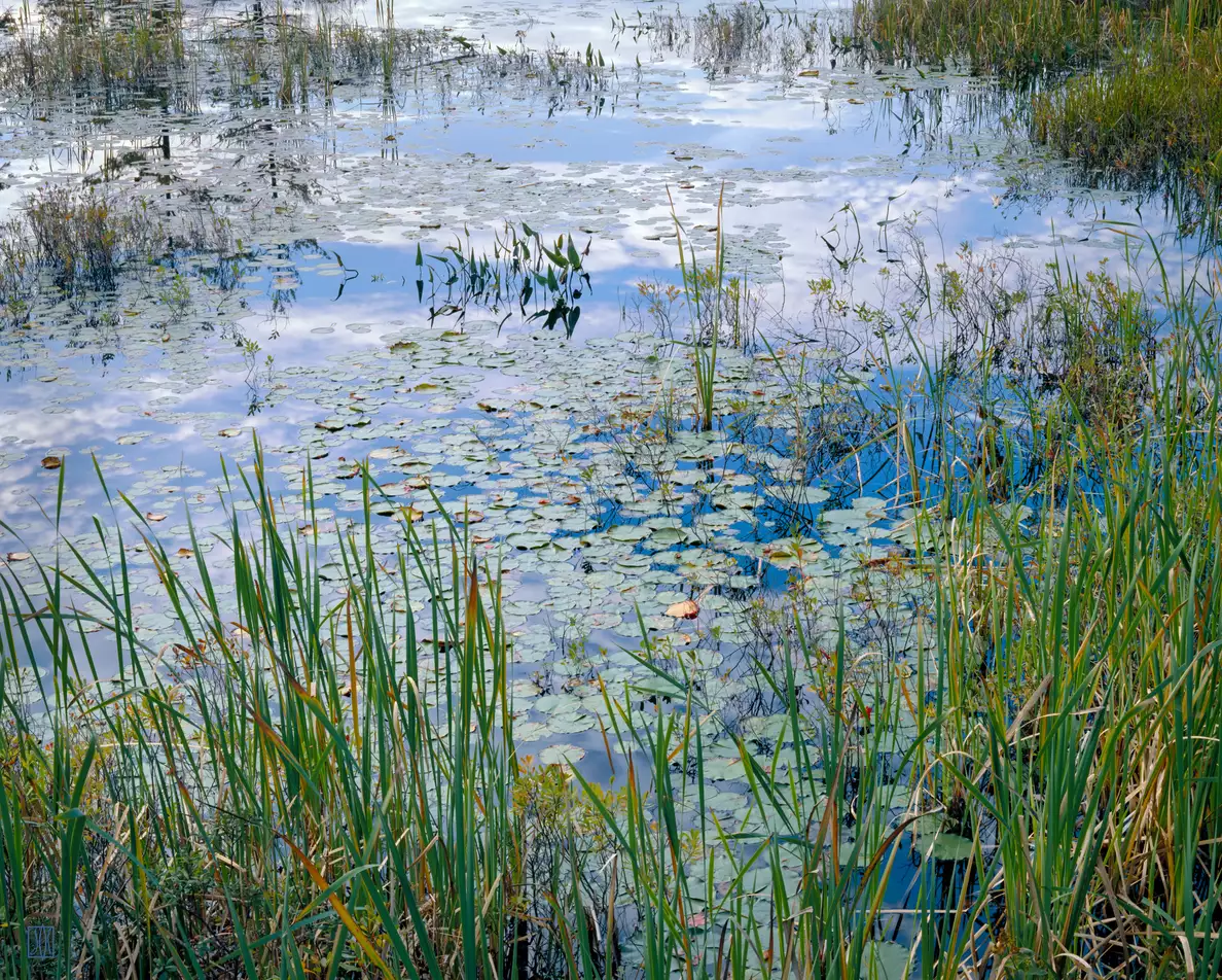 Lily pads, Mount Desert Island, Maine