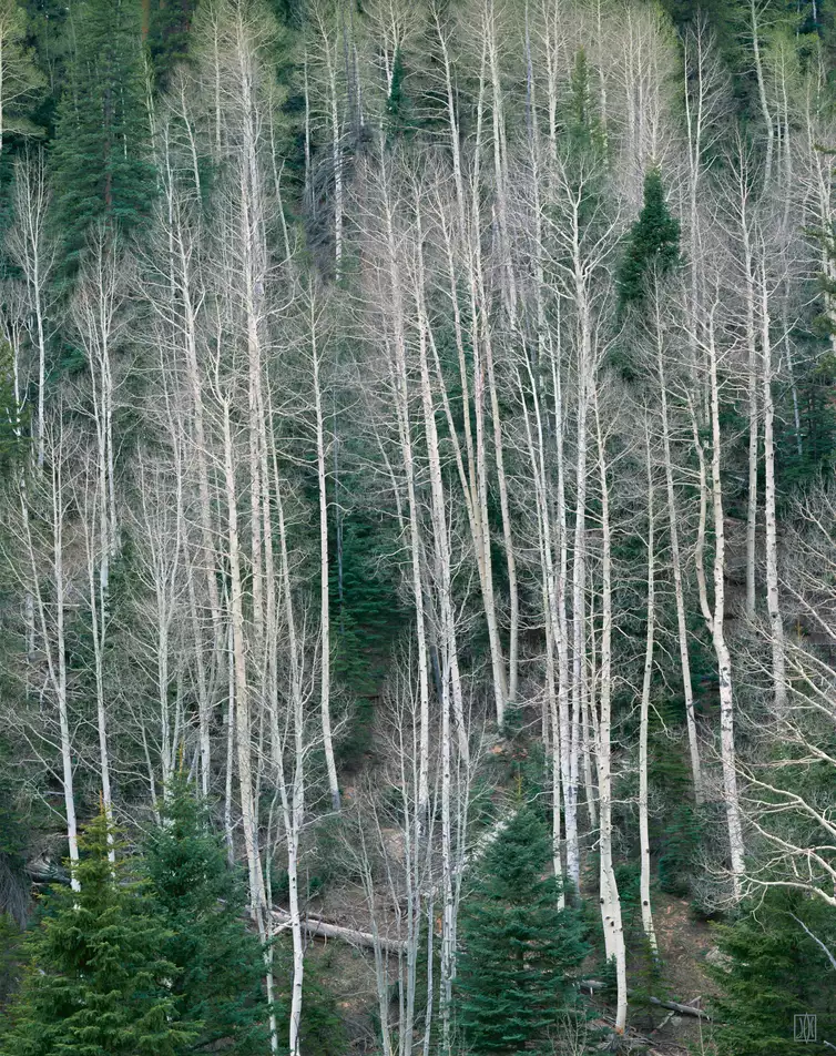 Aspens, Kaibab Plateau, Arizona