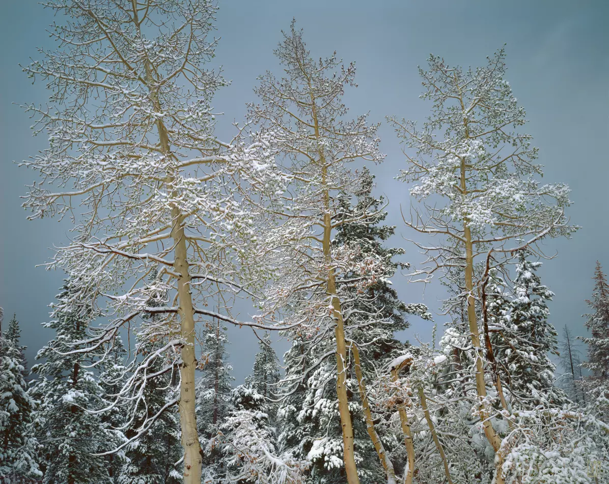 Aspens, Glen Aulin, Yosemite, California