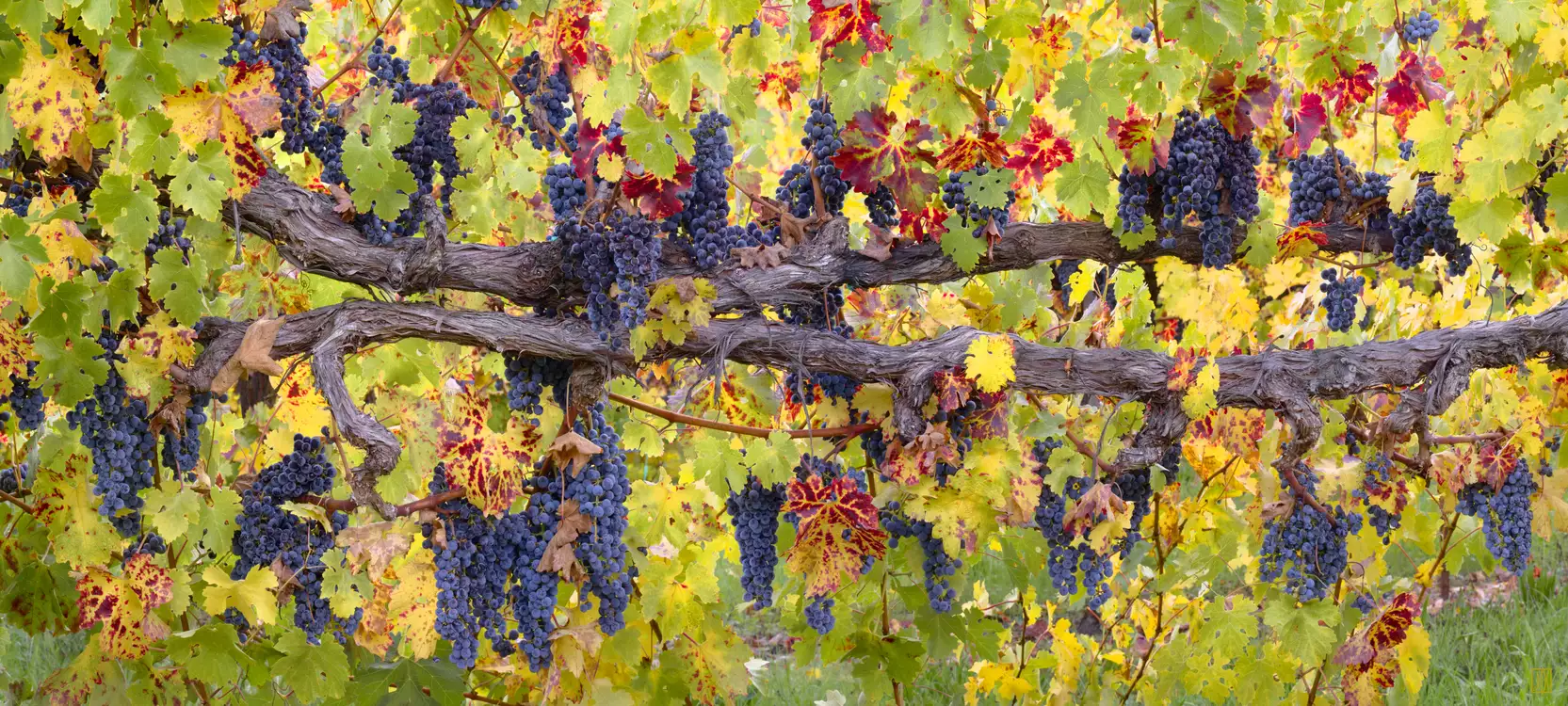 Autumn cabernet, Sonoma County, California