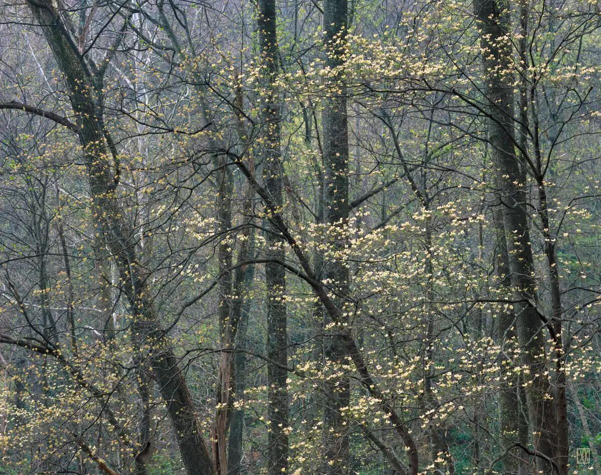 Dogwood, Great Smoky Mountains, Tennessee