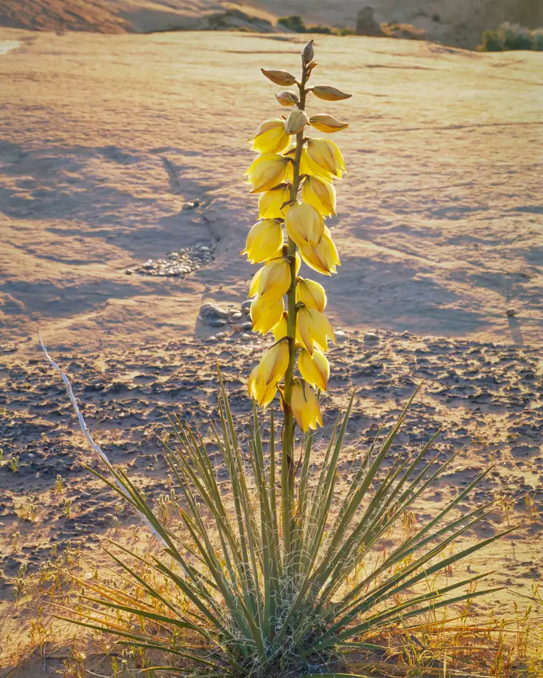 Yucca, sunrise, Escalante, Utah