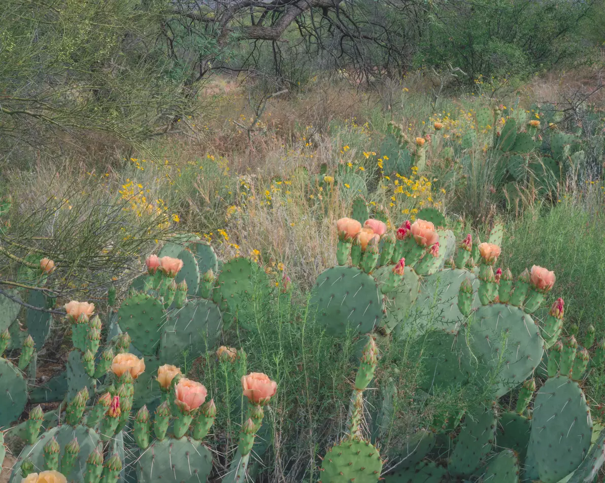 Prickly pear, Saguaro National Monument, Arizona