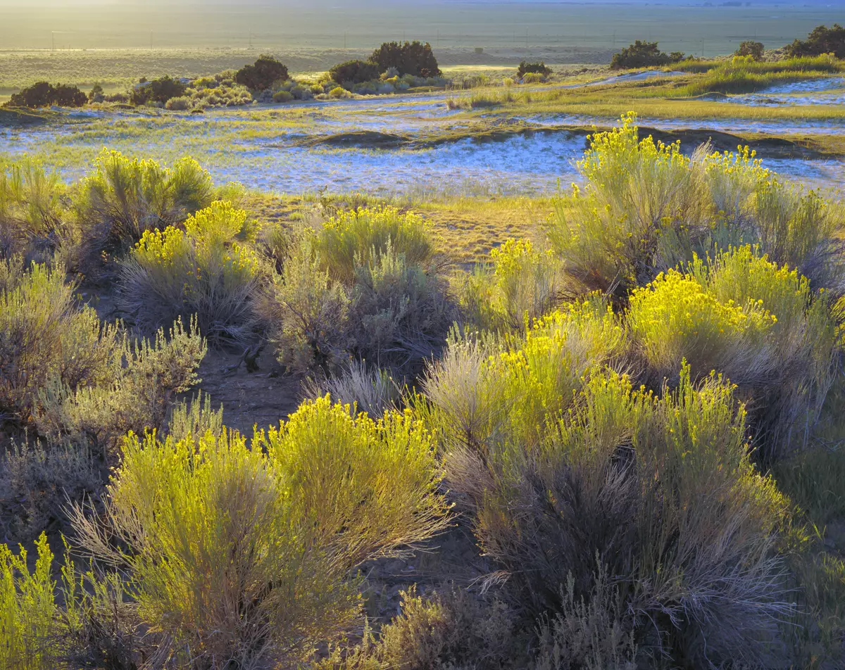 Rabbitbrush, Mono County, California