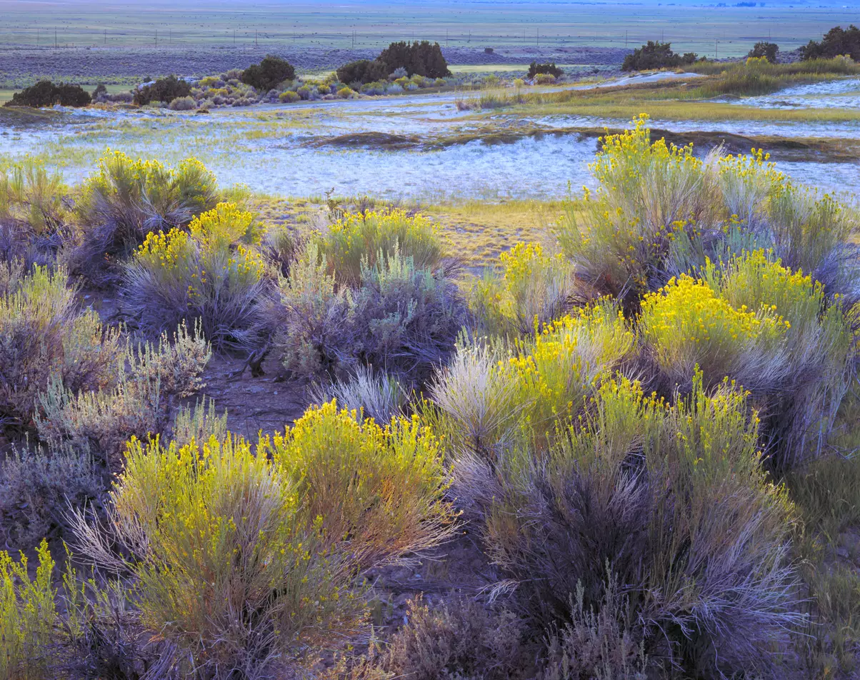Rabbitbrush #2, Mono County, California
