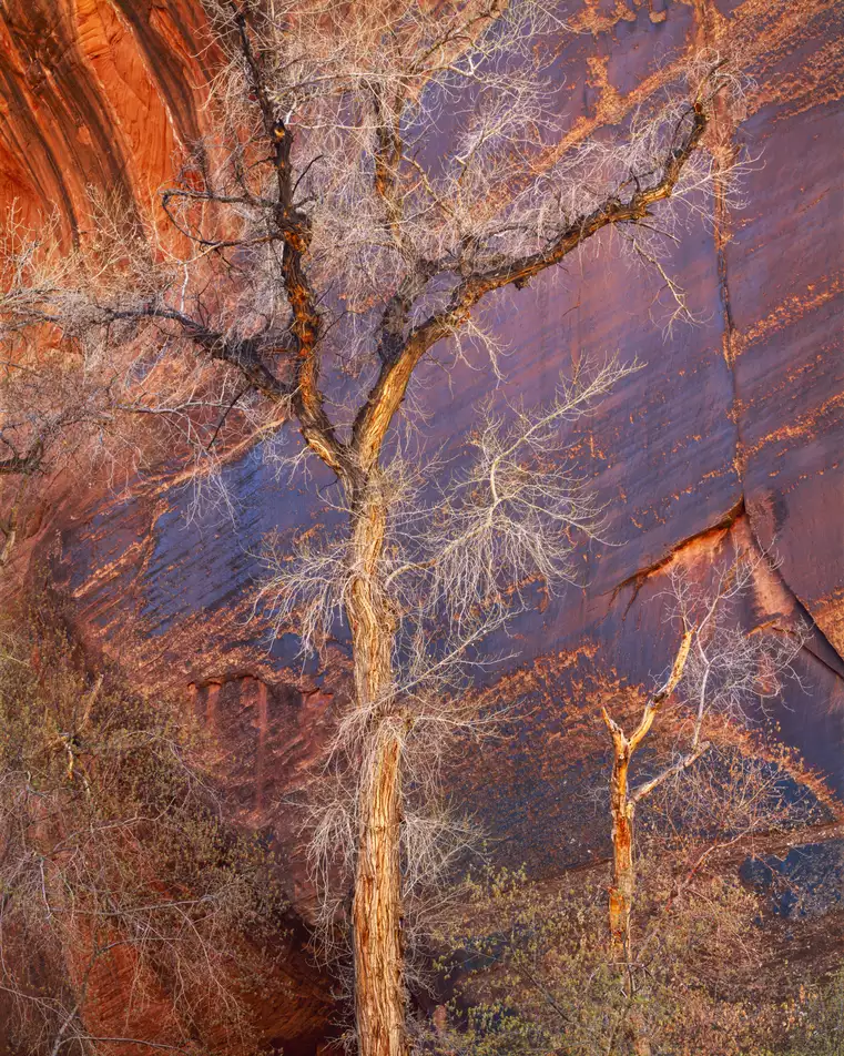 Cottonwoods and desert varnish, Escalante, Utah