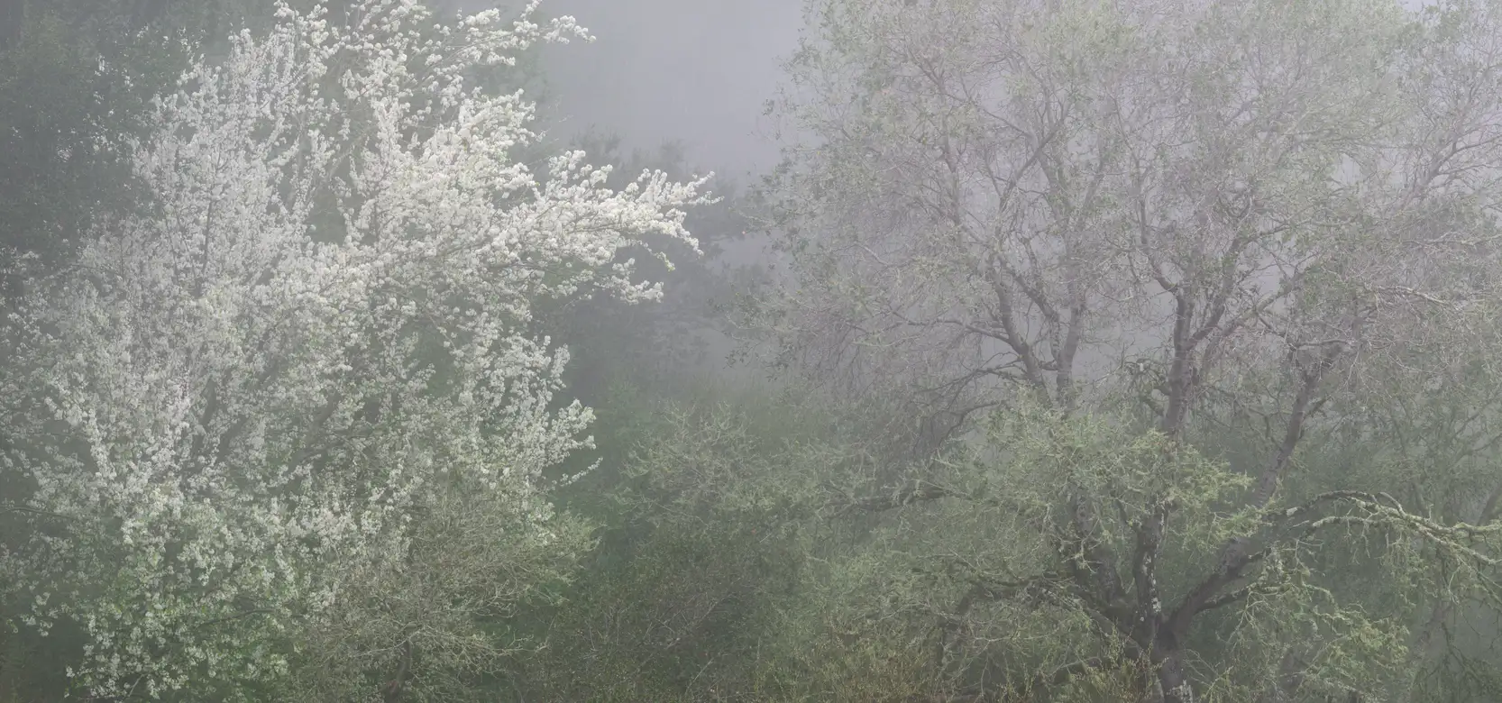Vernal fog, Berkeley Hills, California
