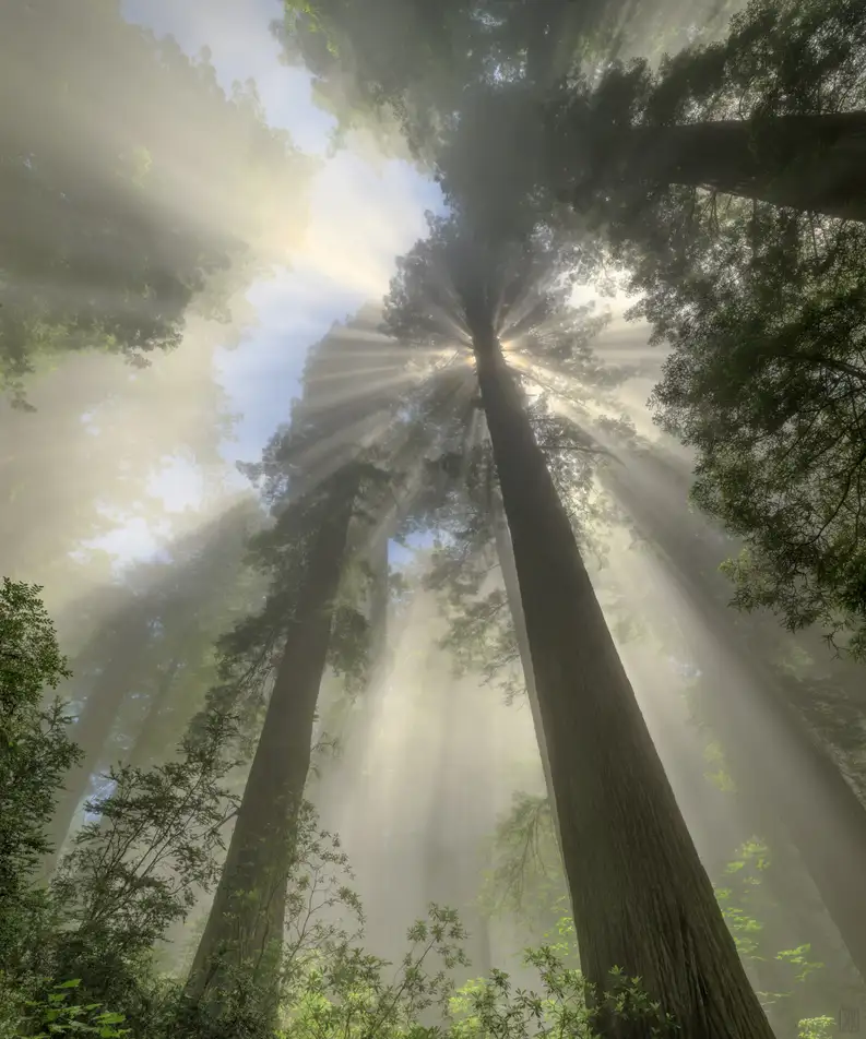 Radiance, California redwoods #2