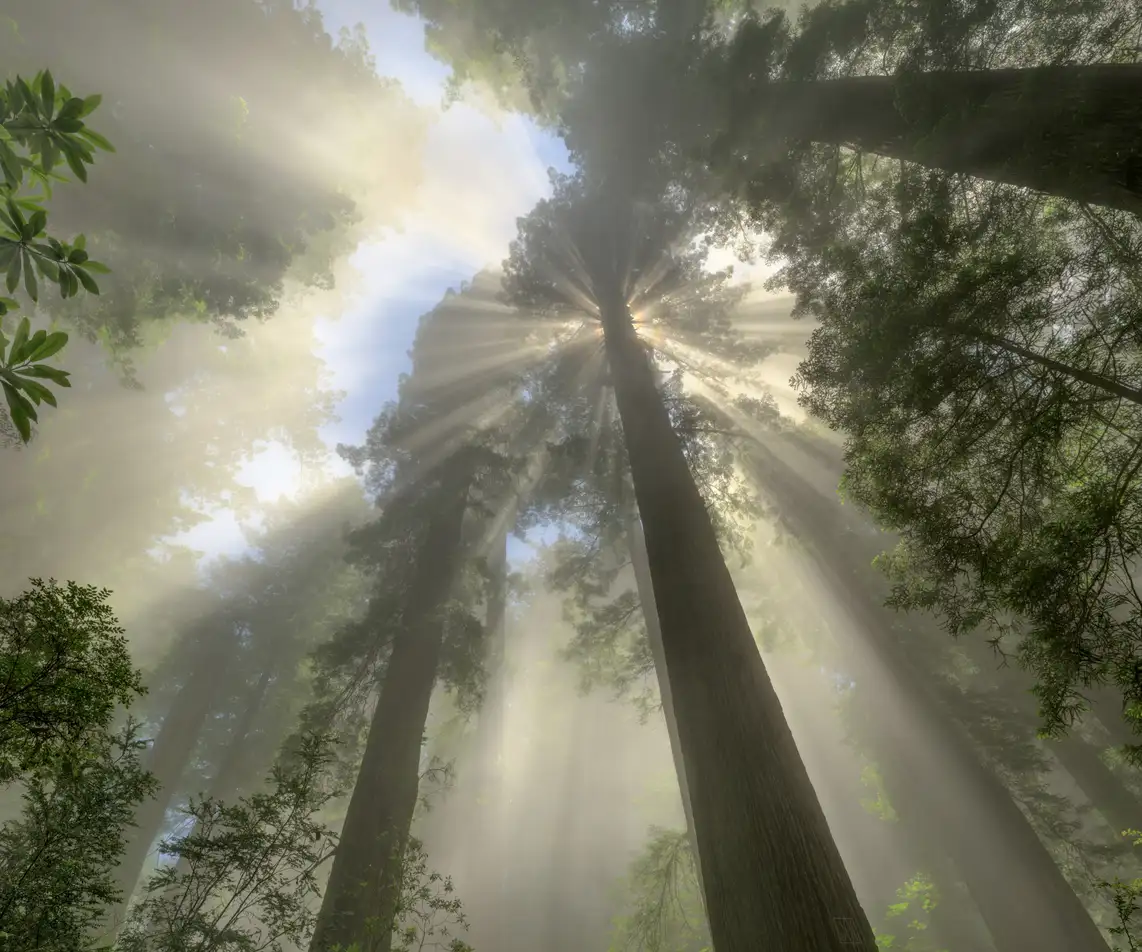 Radiance, California redwoods #3
